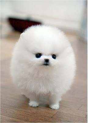 [Image: fluffy-puppy-white-favim-com-260034.jpg]