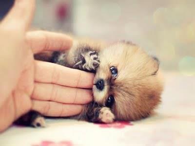cute-fluffy-puppy