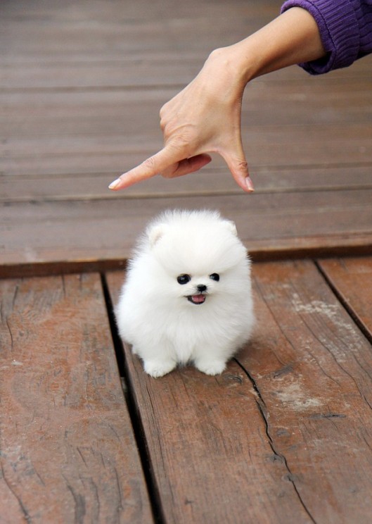 Cutest-little-white-fluffy-puppy